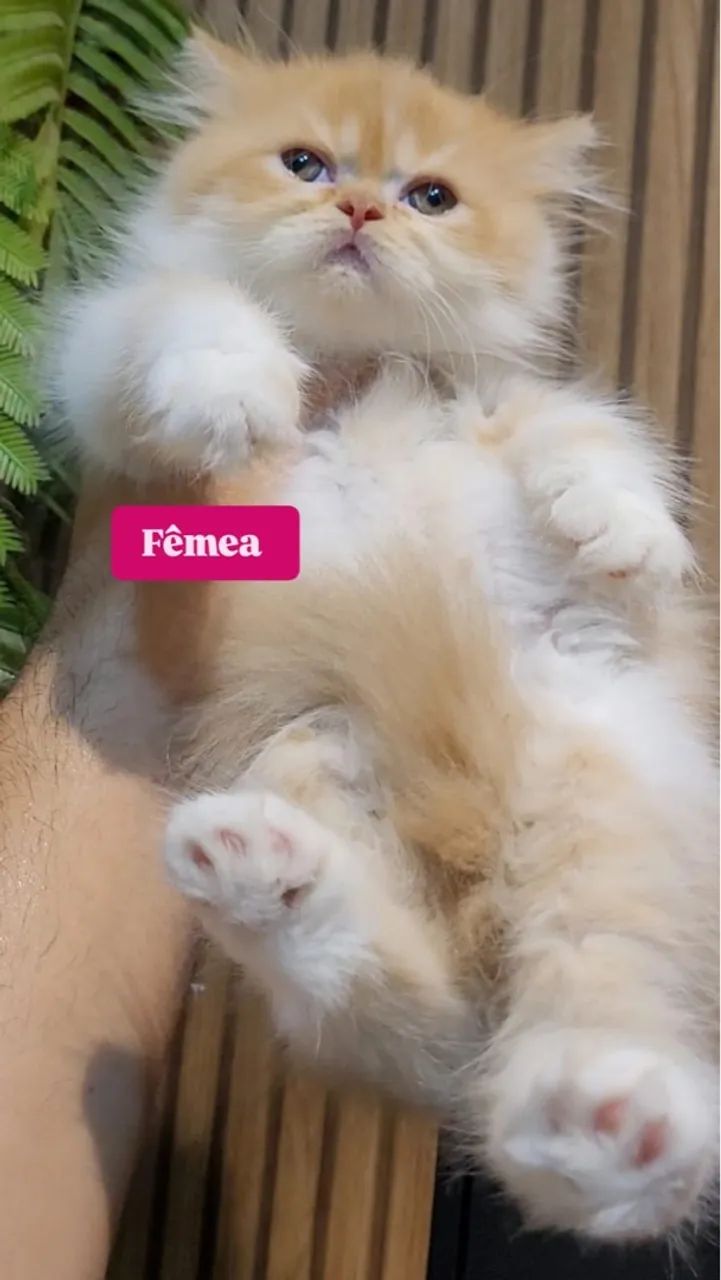 Gata persa  - Foto 2