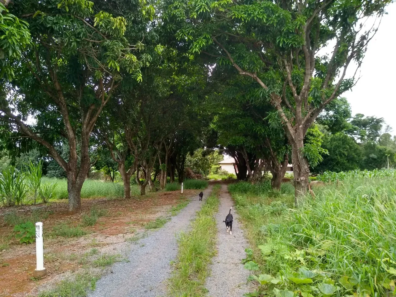 Vendo chácara 2 hectares núcleo rural Ponte Alta olhos dágua 25 minutos do centro de Tagua
