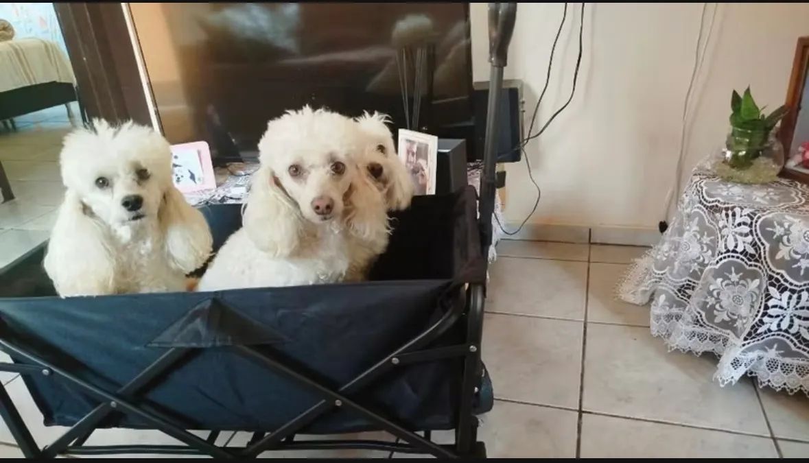 Carrinho Multiuso - Para Feira, Acampamento 