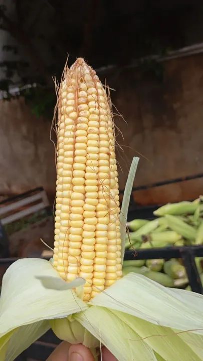 Milho Verde - atacado - Foto 2