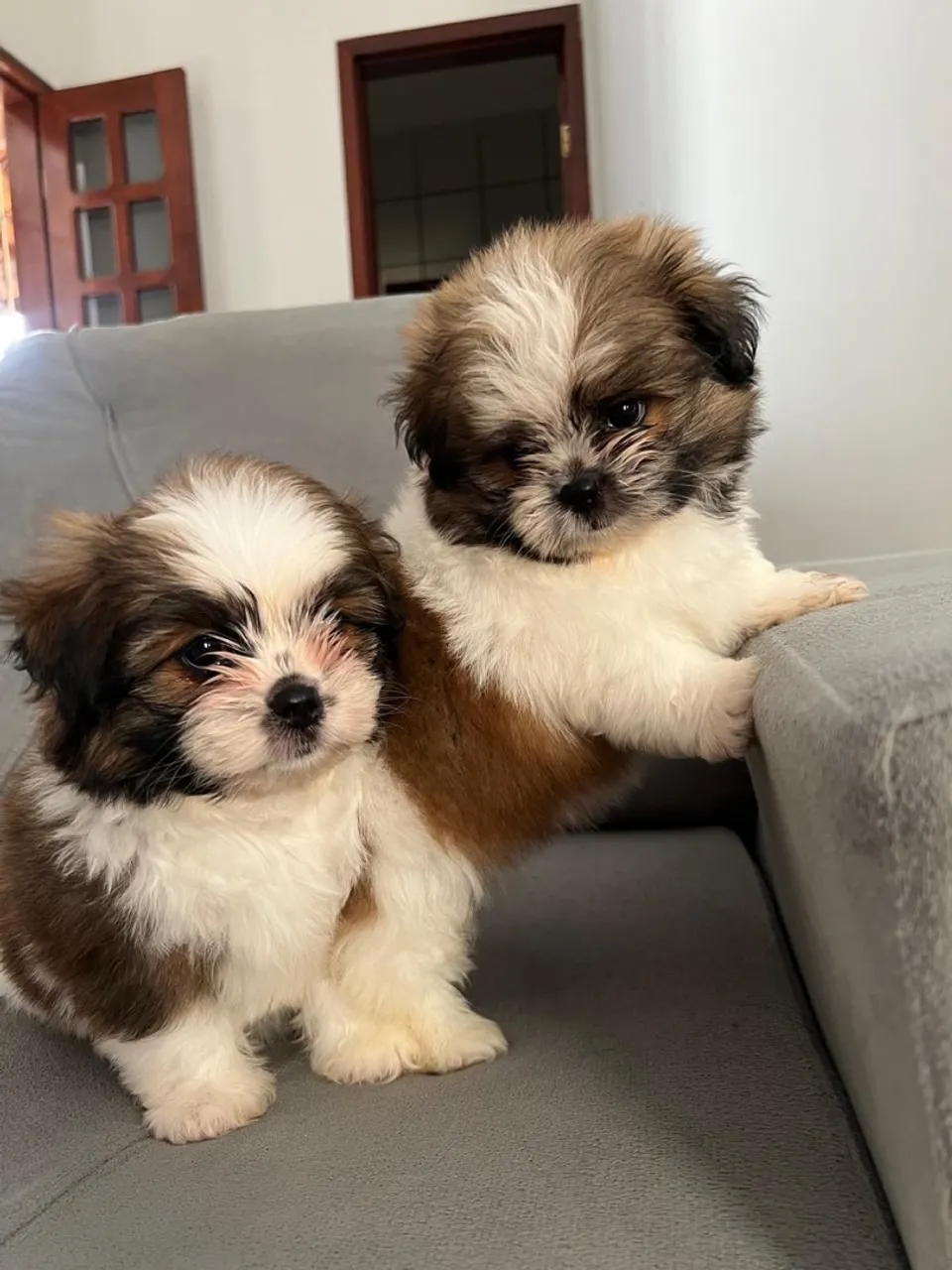 Filhotes de Shih Tzu disponíveis para adoção