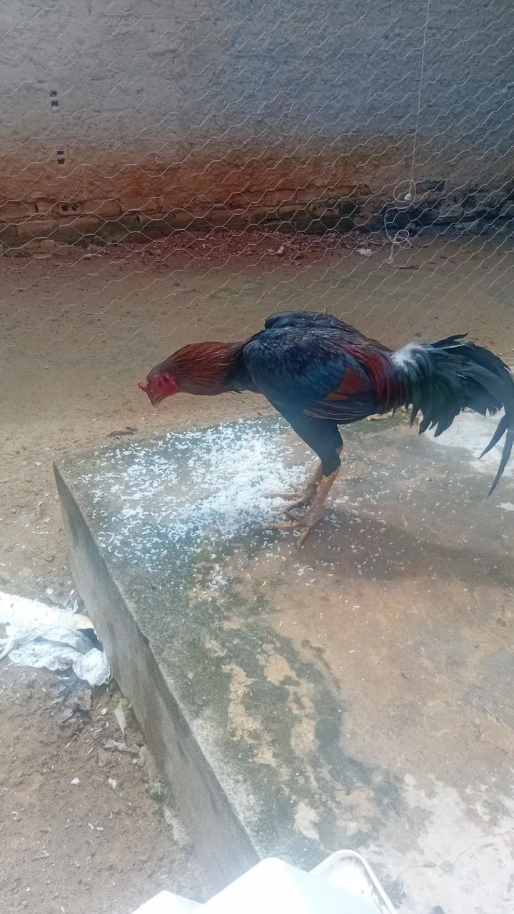 Galo Ornamental