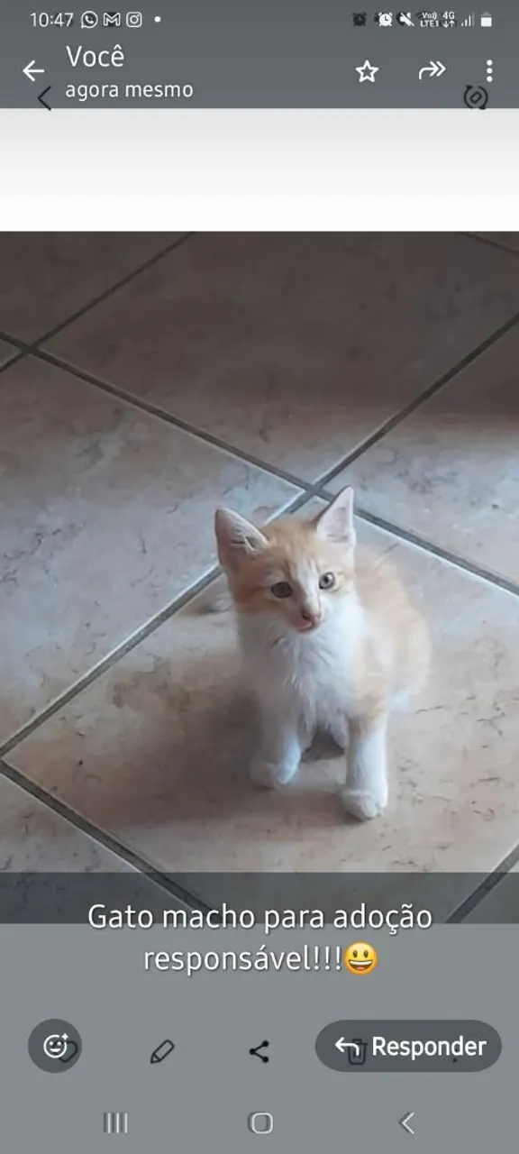 Gato macho