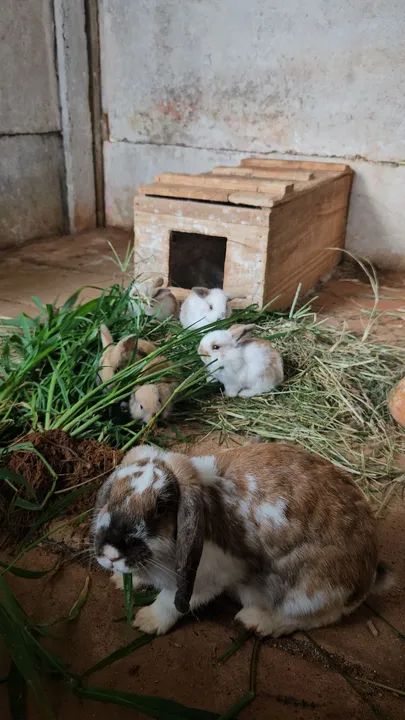 Coelhos mini lop Uruguaio ( os coelhos com orelhas caidas )  - Foto 3