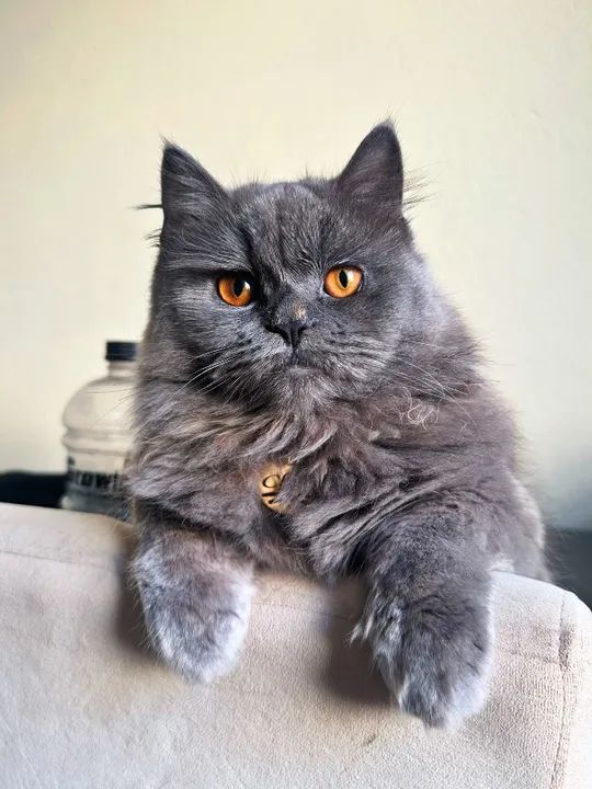 Gato Persa macho à procura de namorada 