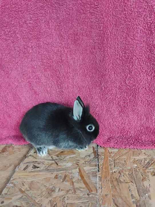 Mini Coelhos Netherland. - Foto 3