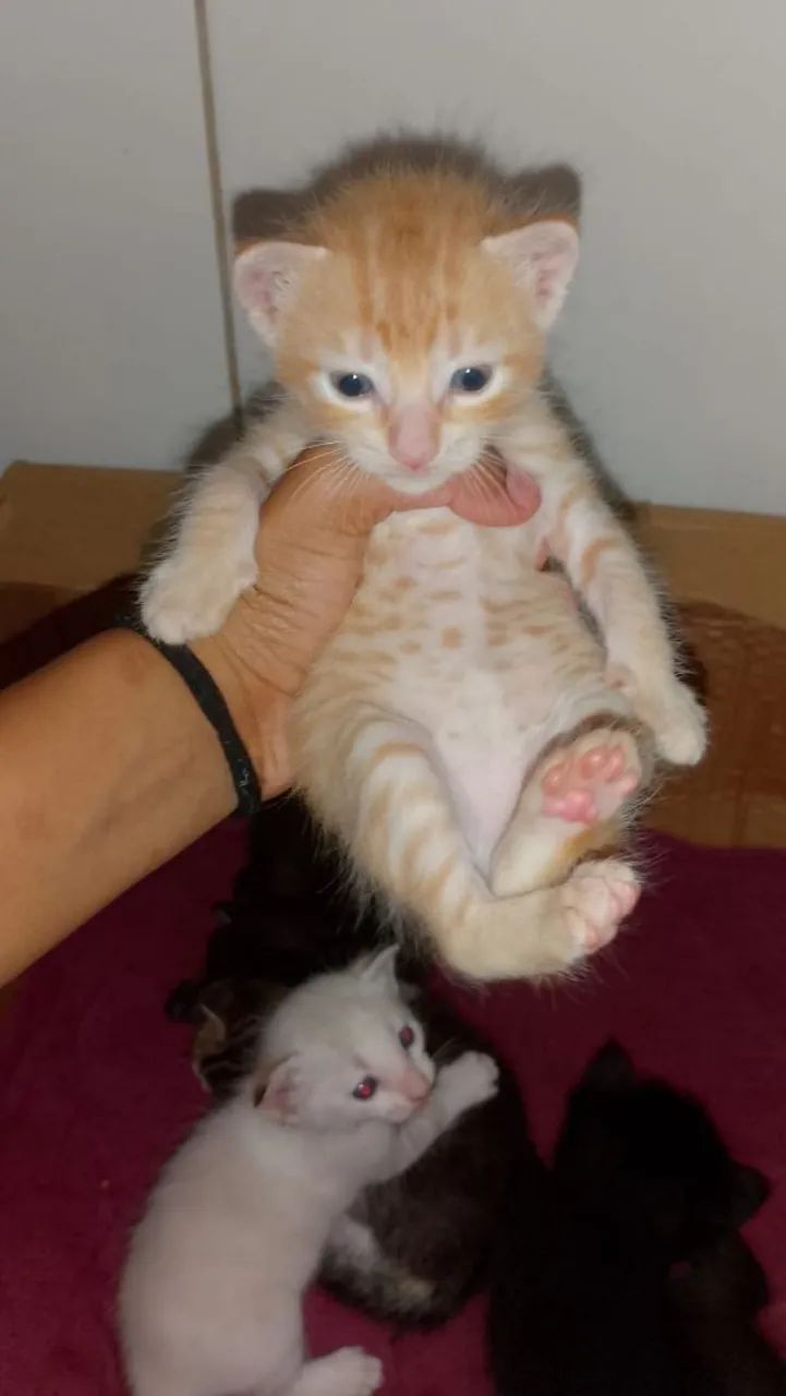 Gotos filhotes Rn para doação  - Foto 3