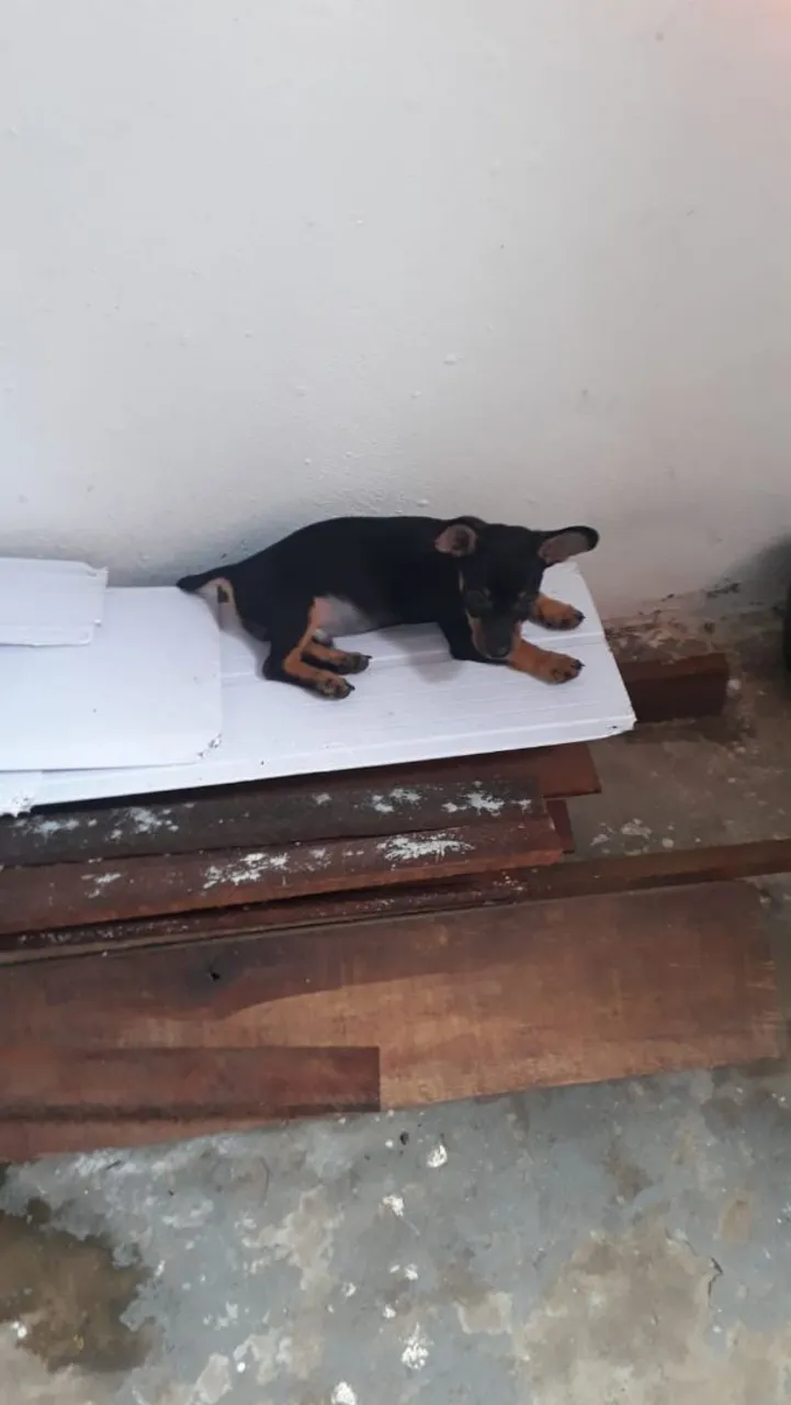 Vende um cachorro pit 02 com dois mês por 450