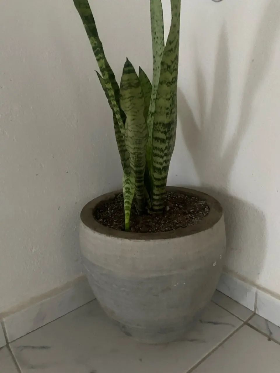 Vaso de cimento  - Foto 2