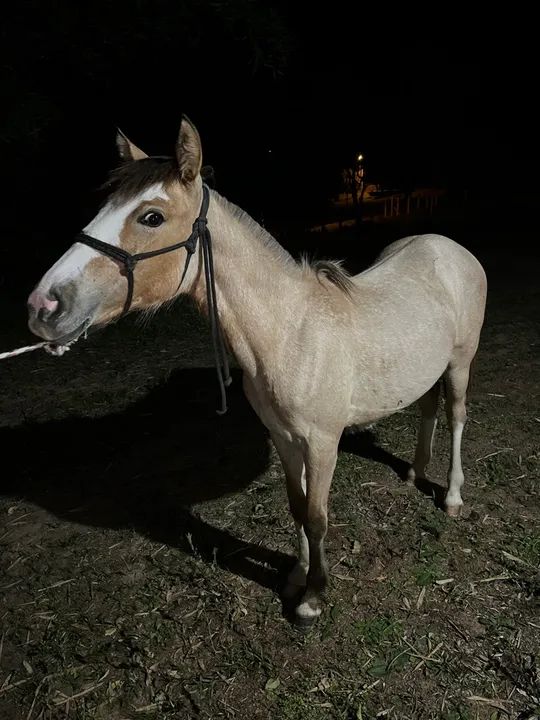 Potra crioula - Foto 4