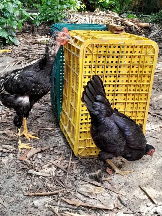 Casal Galo e galinha 