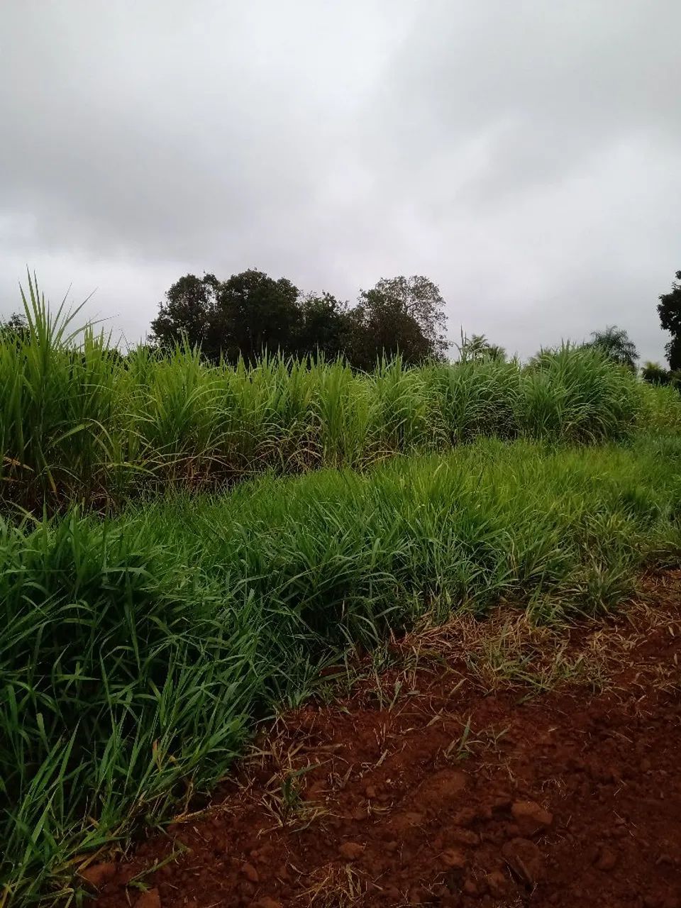 Roça de capiaçu  - Foto 2
