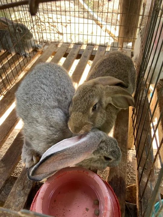 Coelhos gigantes de Flandres  - Foto 2