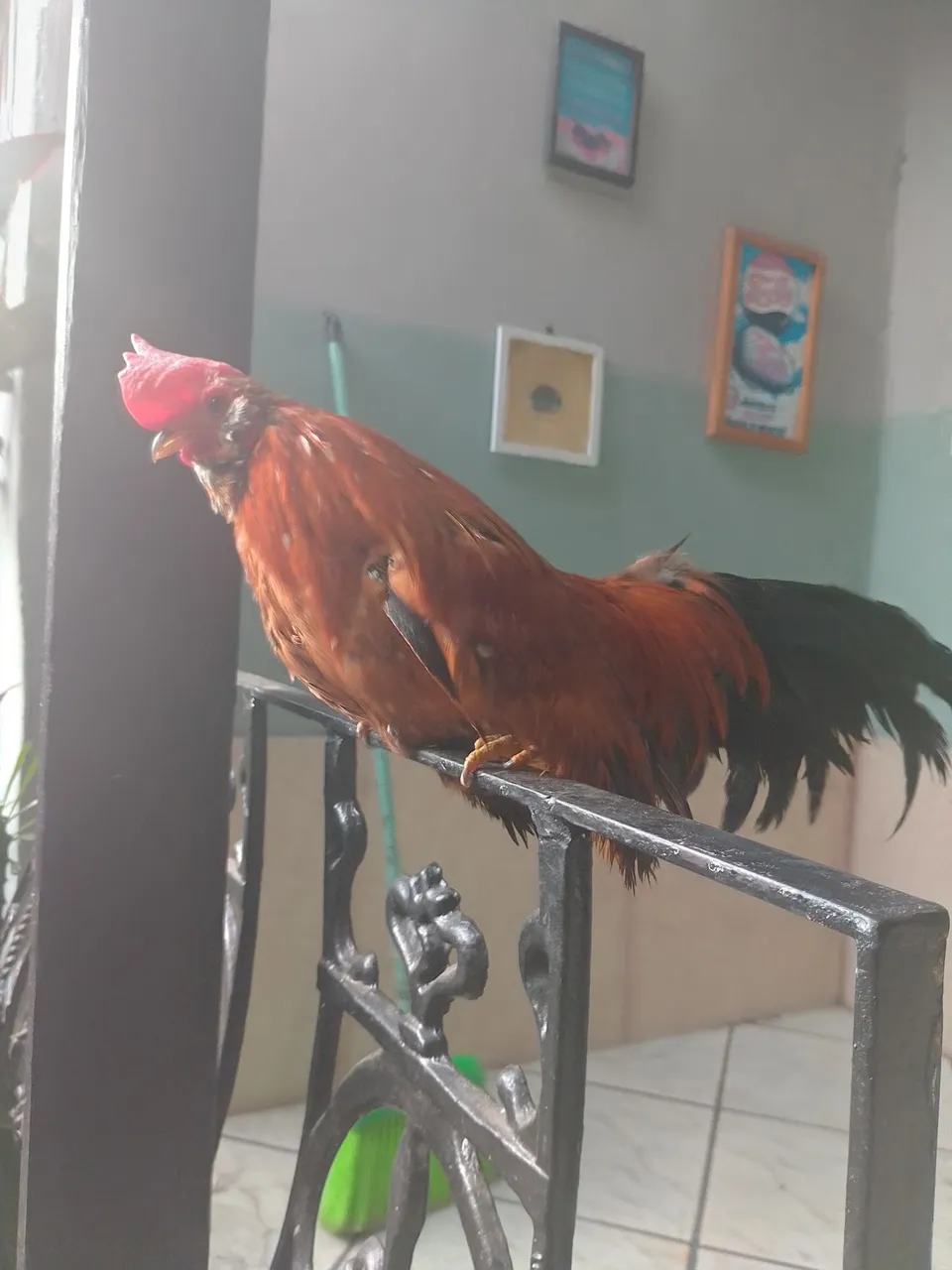 Galo ornamental