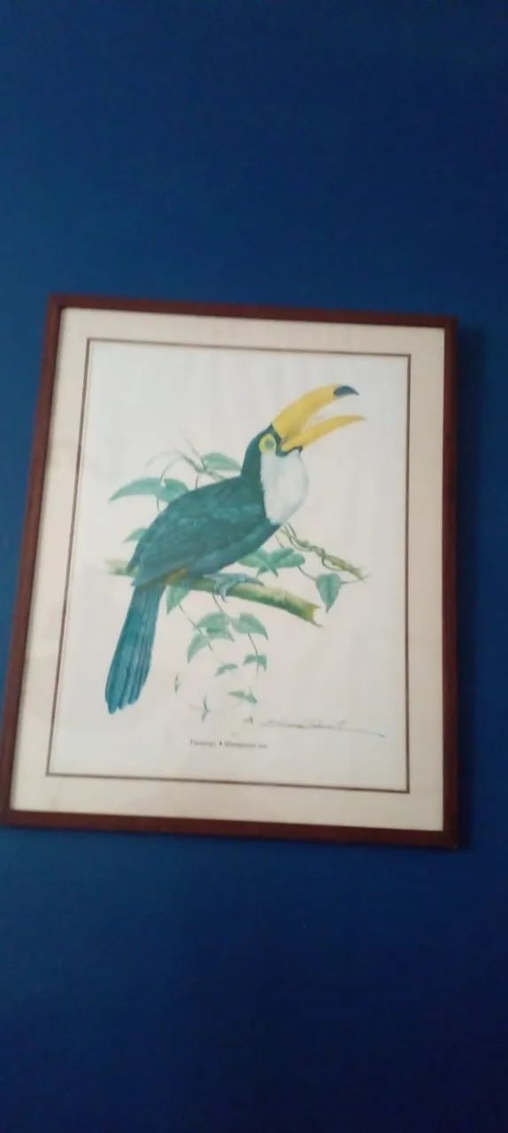 Quadro tucano - Foto 2