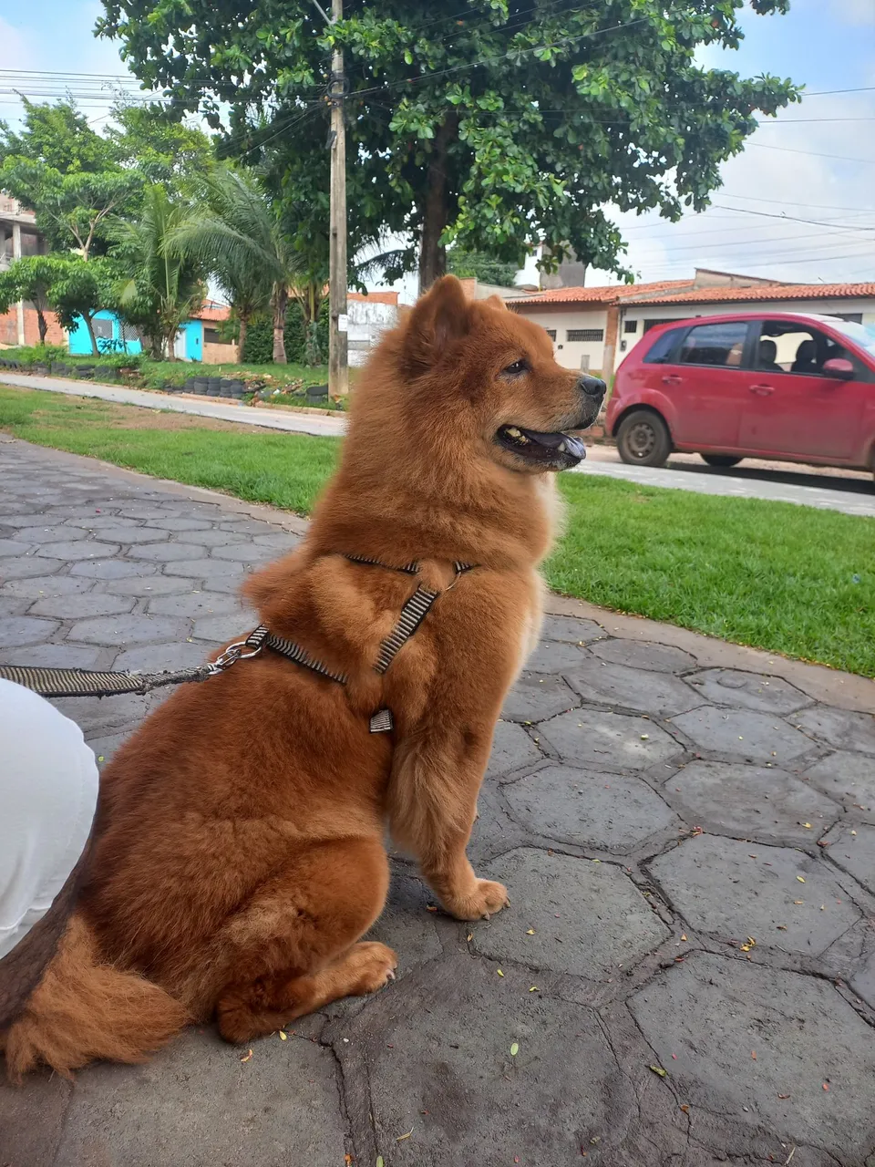Chow Chow para adoção