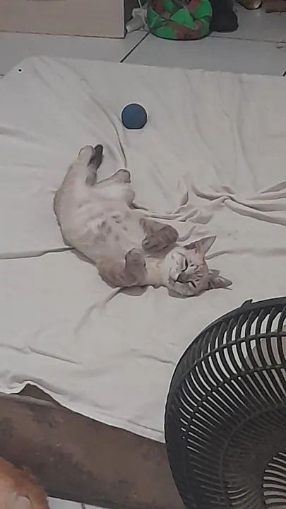 gato para doação adoção  - Foto 5