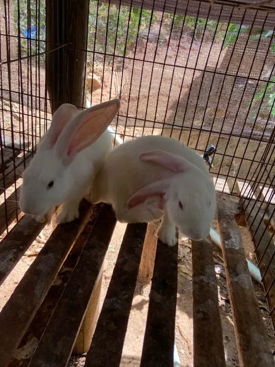 Coelhos gigantes de Flandres  - Foto 3