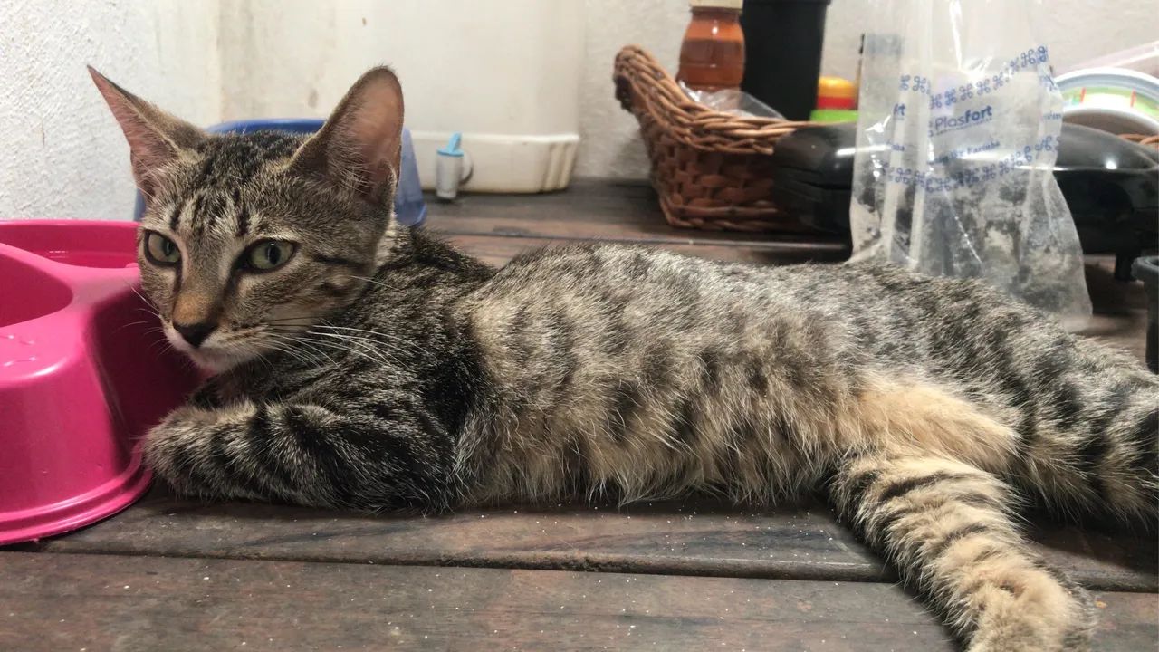 Gatinha linda e carinhosa para doação  - Foto 2