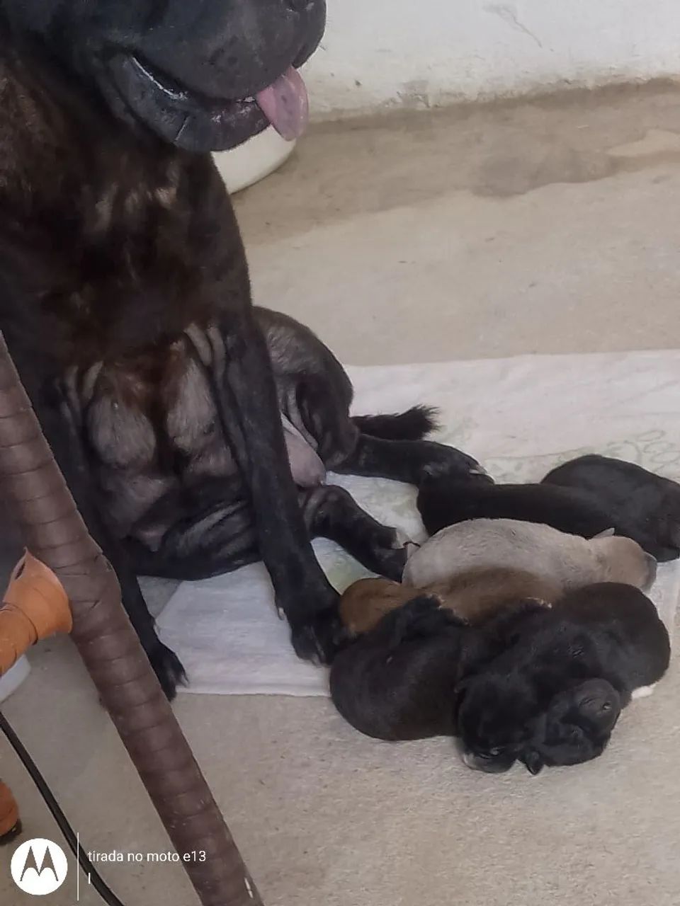 Filhotes de Shar Pei