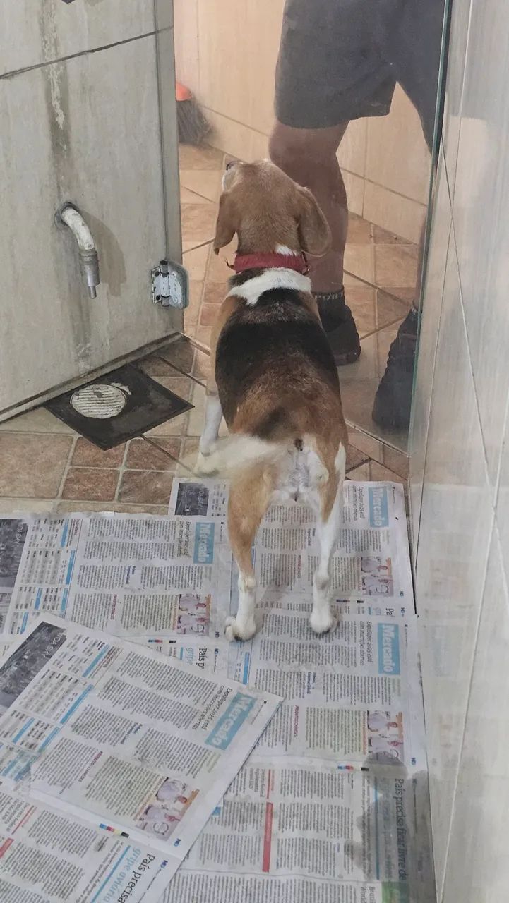 Doação de uma femea de beagle com 6 anos  - Foto 2