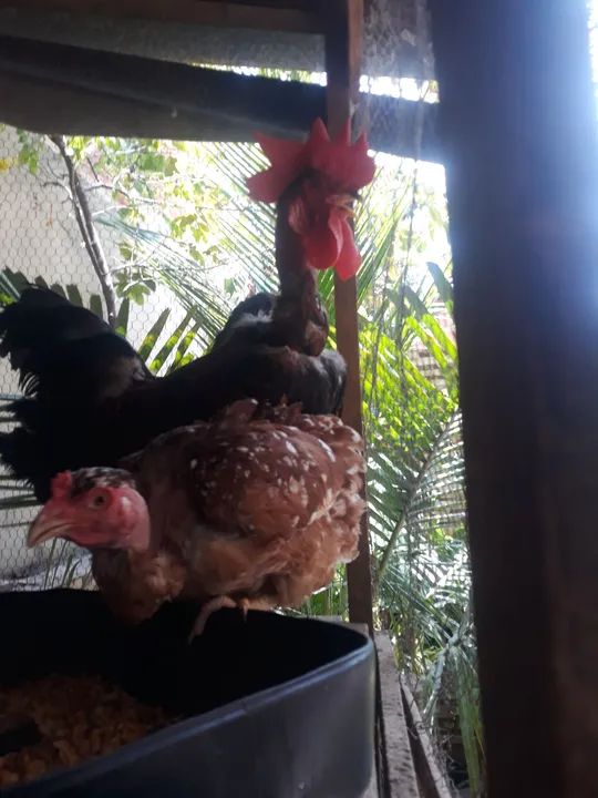 Galos de raça pura para vendo galo polaco, Valor R$ 150,00  - Foto 5