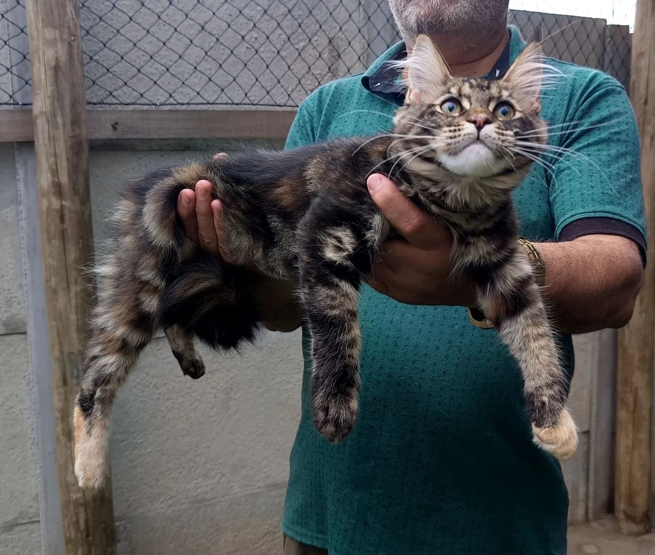 Filhote Maine Coon - Fêmea  - Foto 5