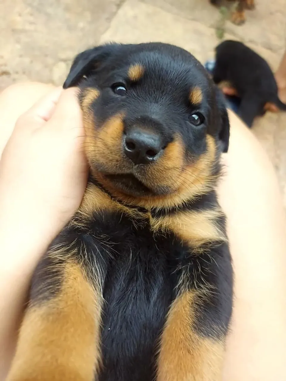 Filhote de Rottweiler Fêmea Puro
