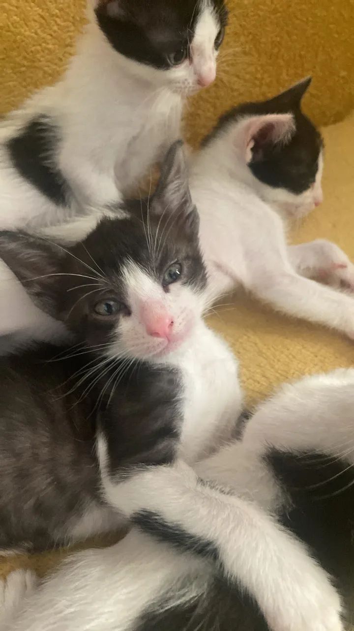 Filhotes gatinhos para doação 