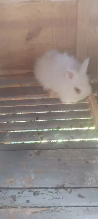 Coelho branco fofinho para adoção - Foto 4
