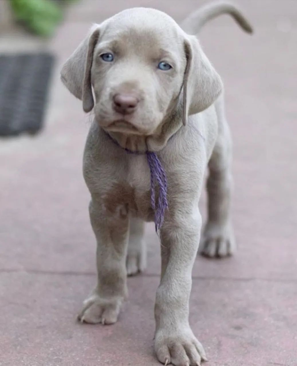 Weimaraner  Belos á venda 