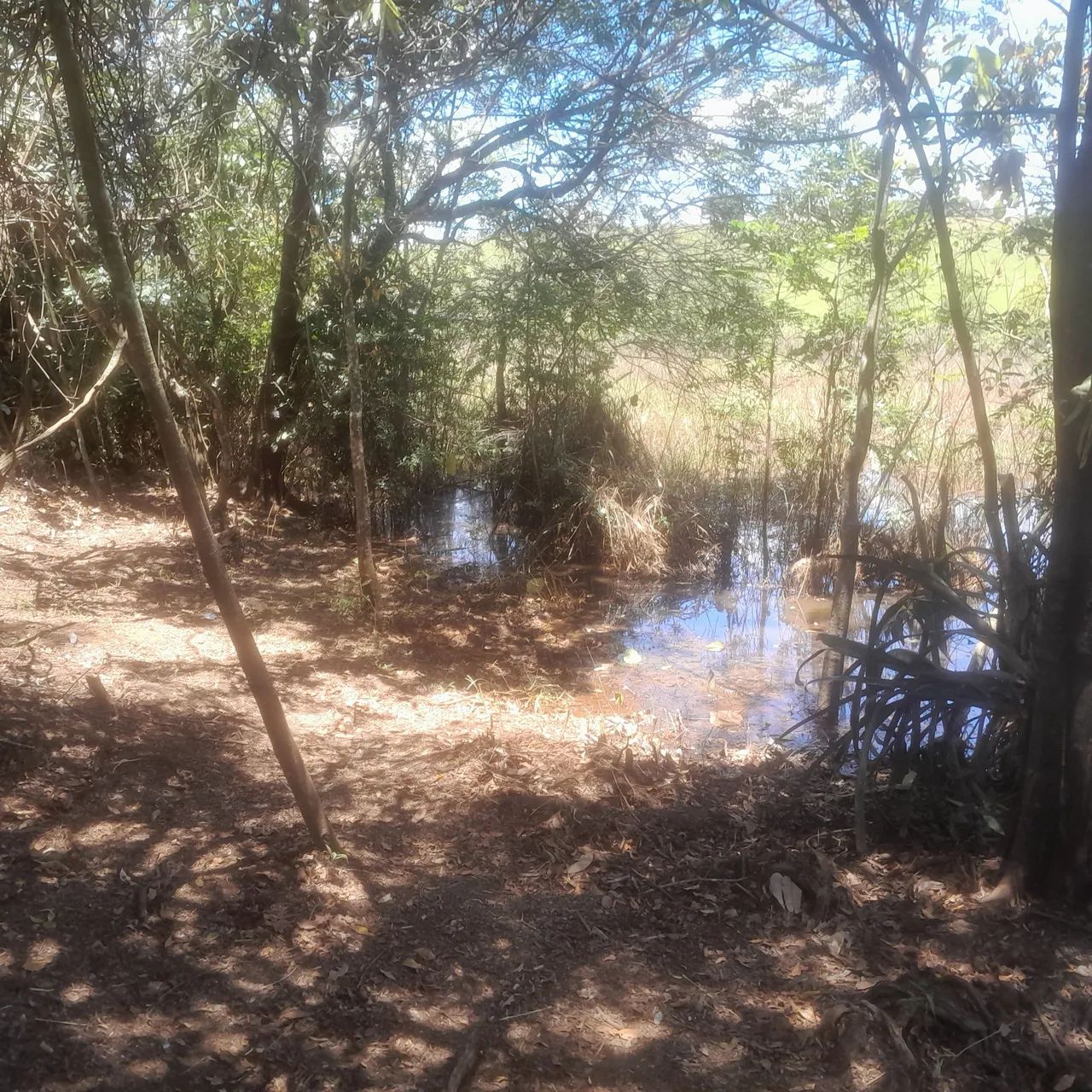 Terreno com área verde em ótima localização - Foto 5