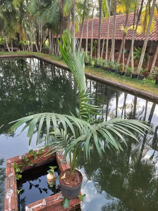 Fênix, cica, gabiroba, acerola, pitanga, nespera( ameixa amarela graúda ) - Foto 5