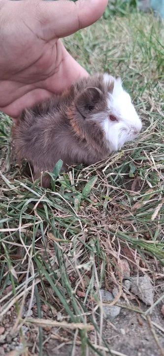 Porquinho da india  peludinho  - Foto 4