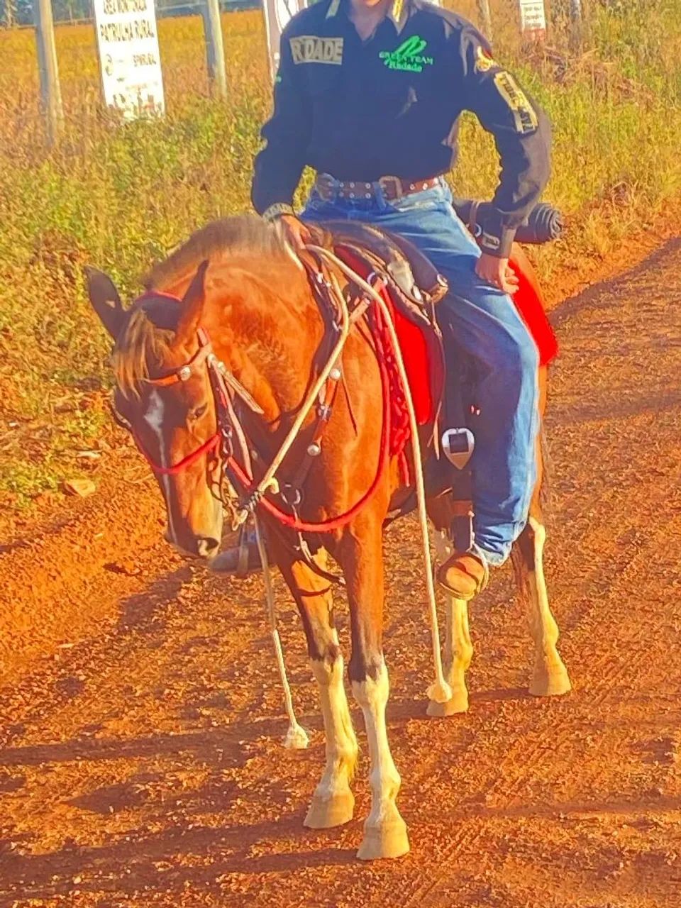 Cavalo piquira - Foto 3