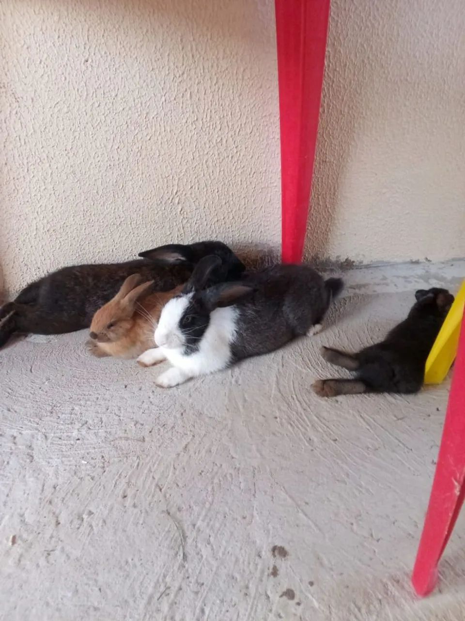 Coelho epets, pouquinho da índia (casal) - Foto 3