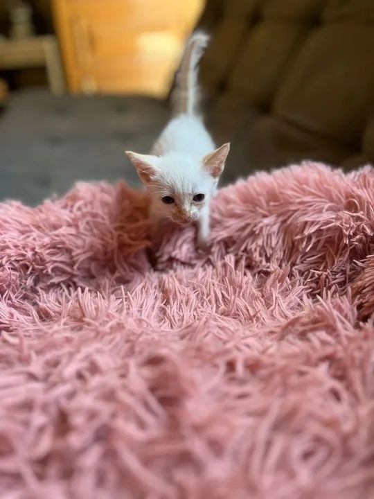 ADOÇÃO DE GATINHOS - Foto 3