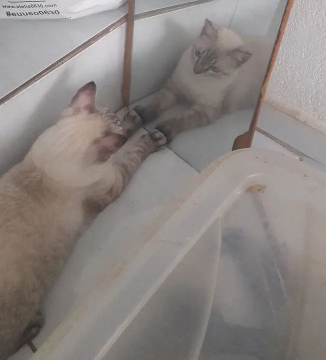 gato para doação adoção  - Foto 6