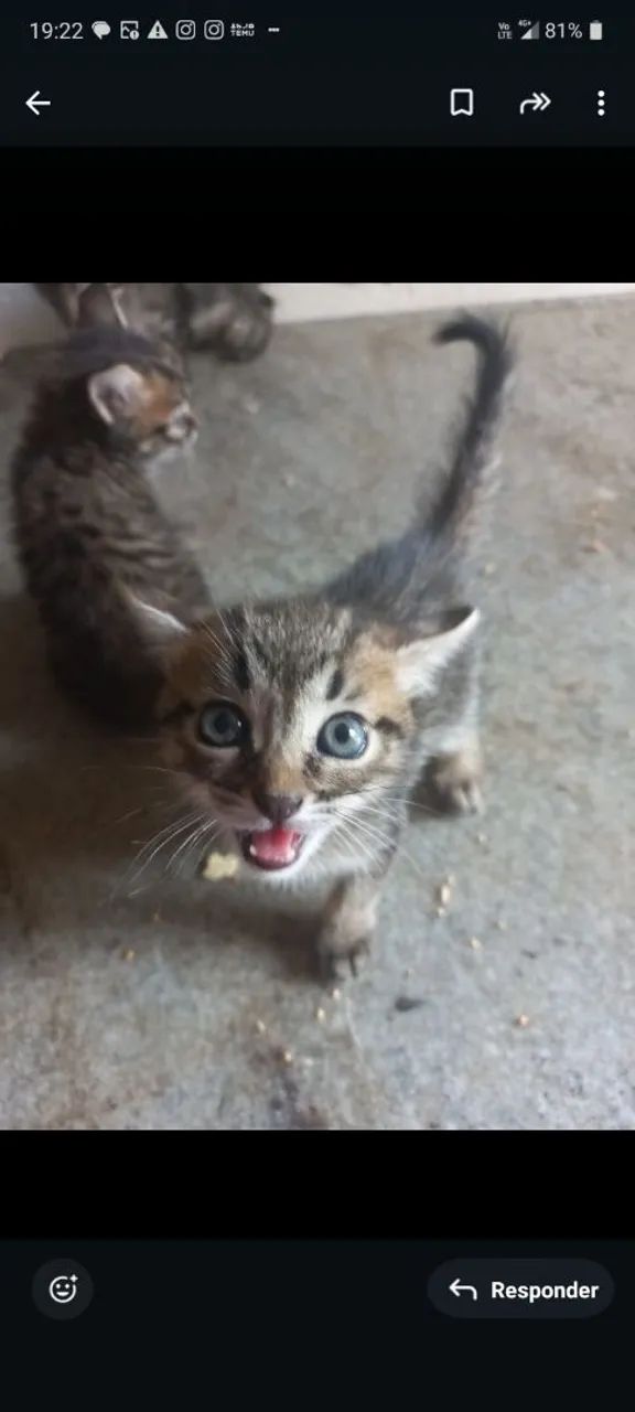 Doação Responsável 