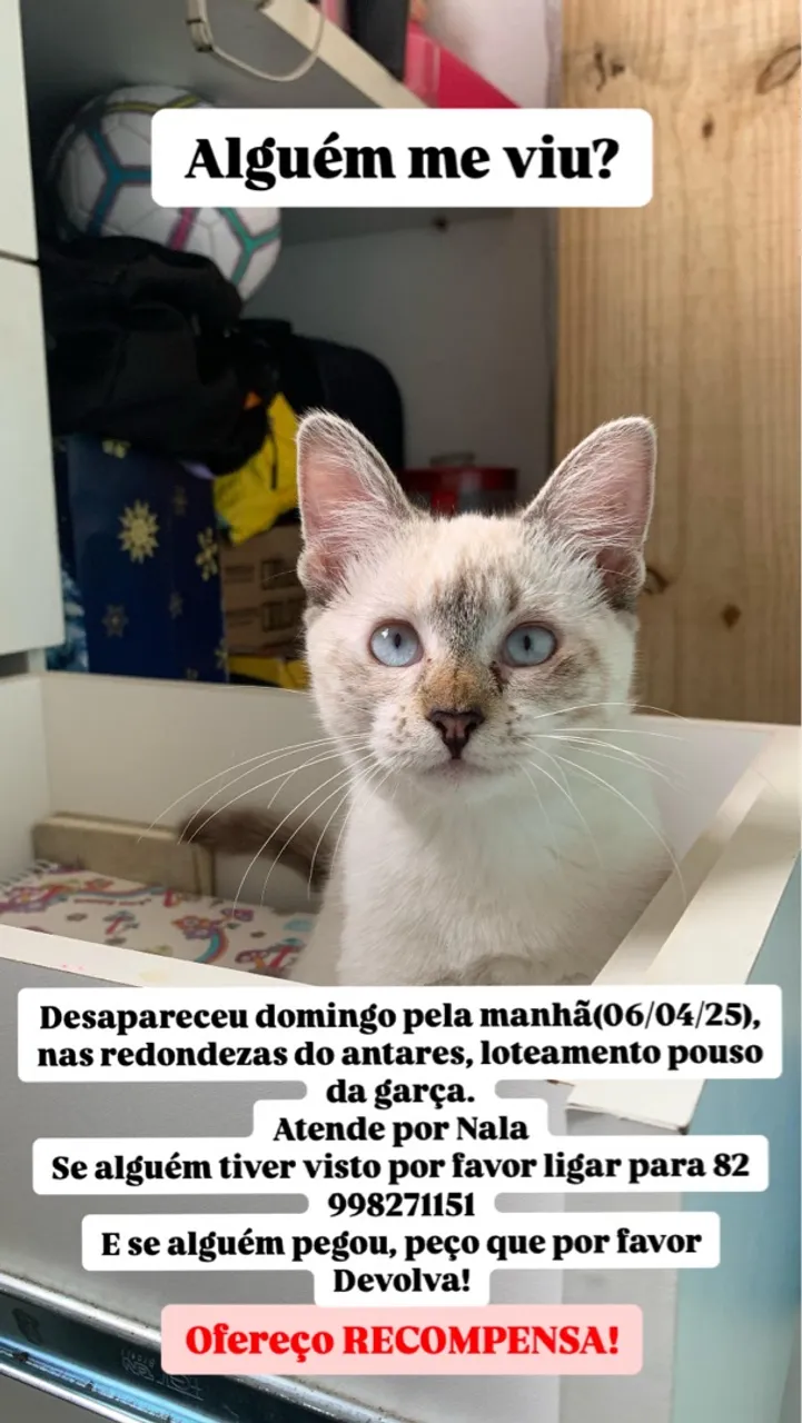 Procuro minha gatinha