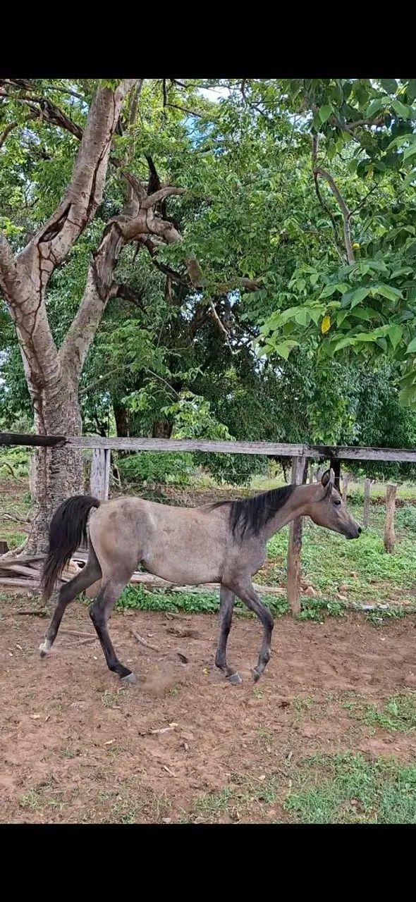 Potra Árabe  - Foto 4