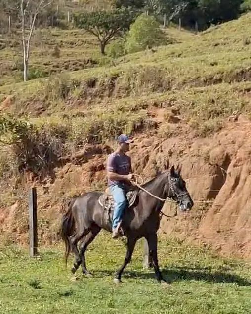 ÉGUA MARCHA PICADA (prenha de garanhão homozigoto) - Foto 2