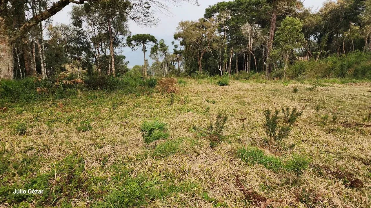 Terreno com Acesso Facilitado e Rica Vegetação - Foto 4