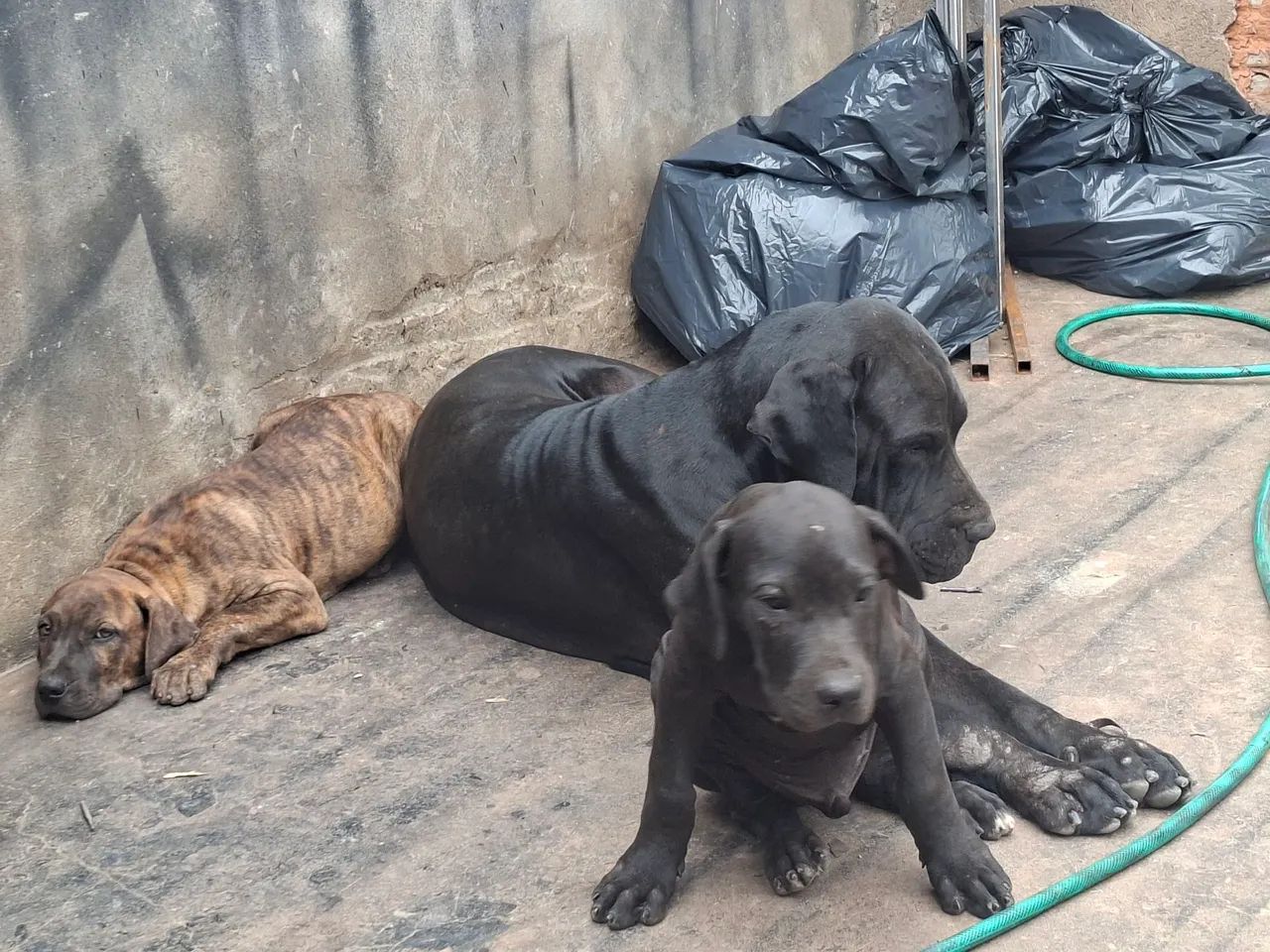 Cachorro  - Foto 2