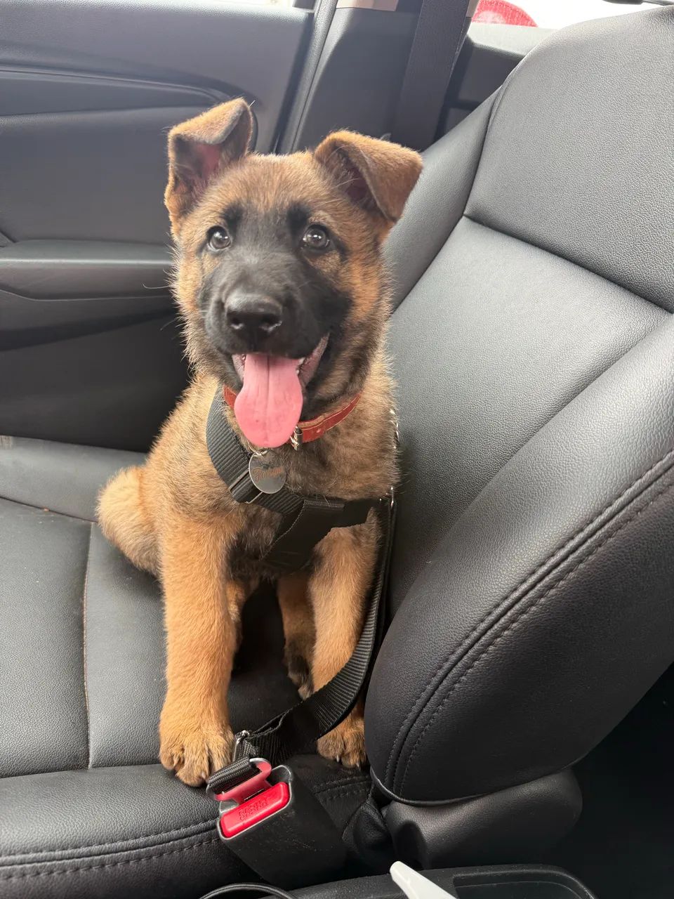 Pastora de Malinois Excelente Linhagem e Temperamento