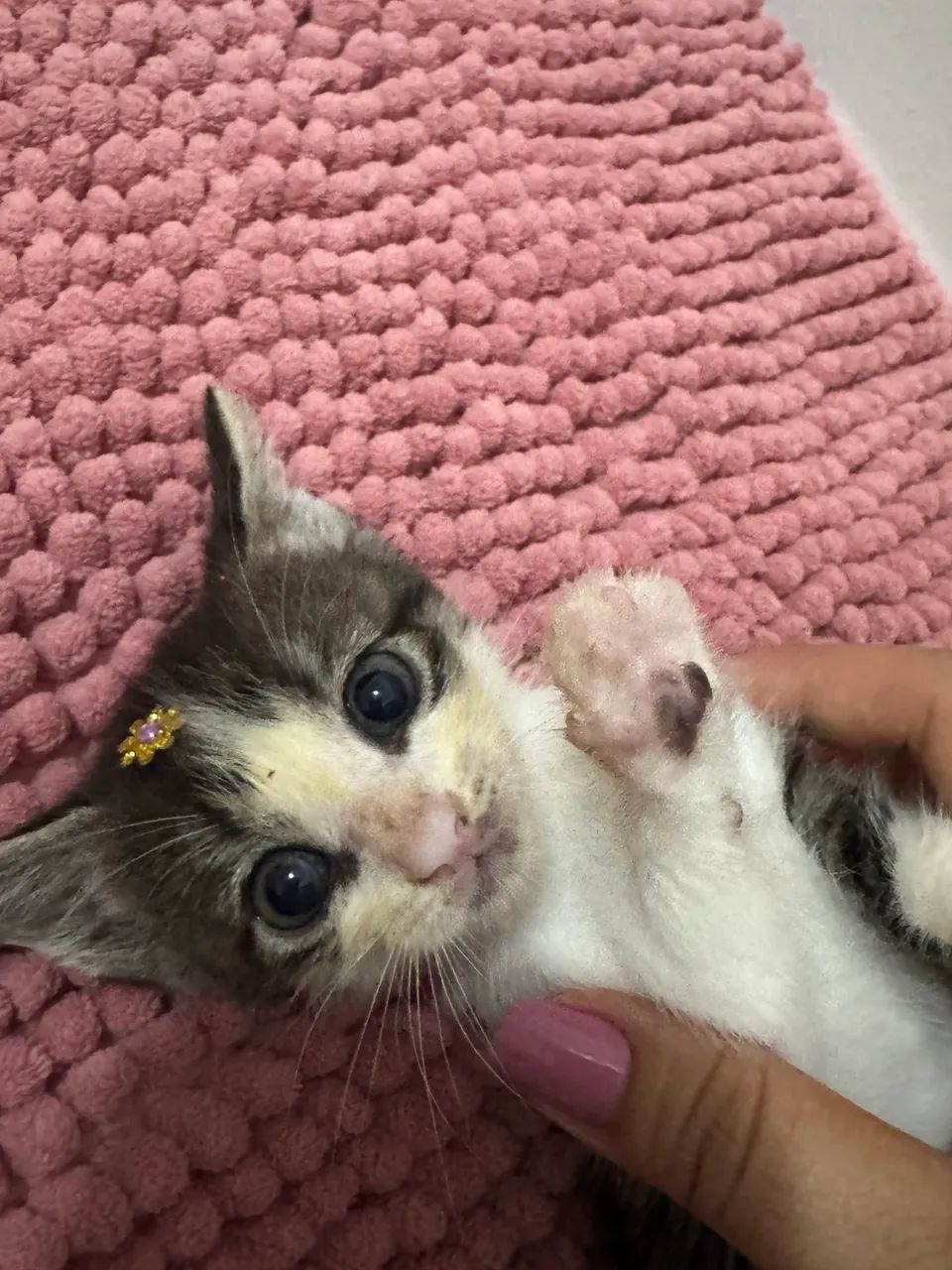 Doação responsável  - Foto 6