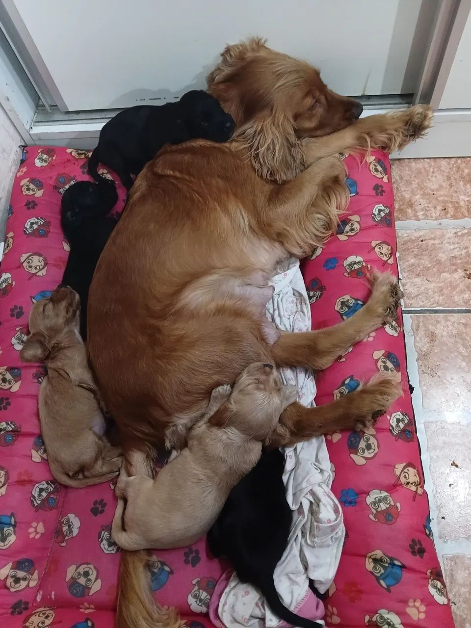 Cocker Spaniel inglês 