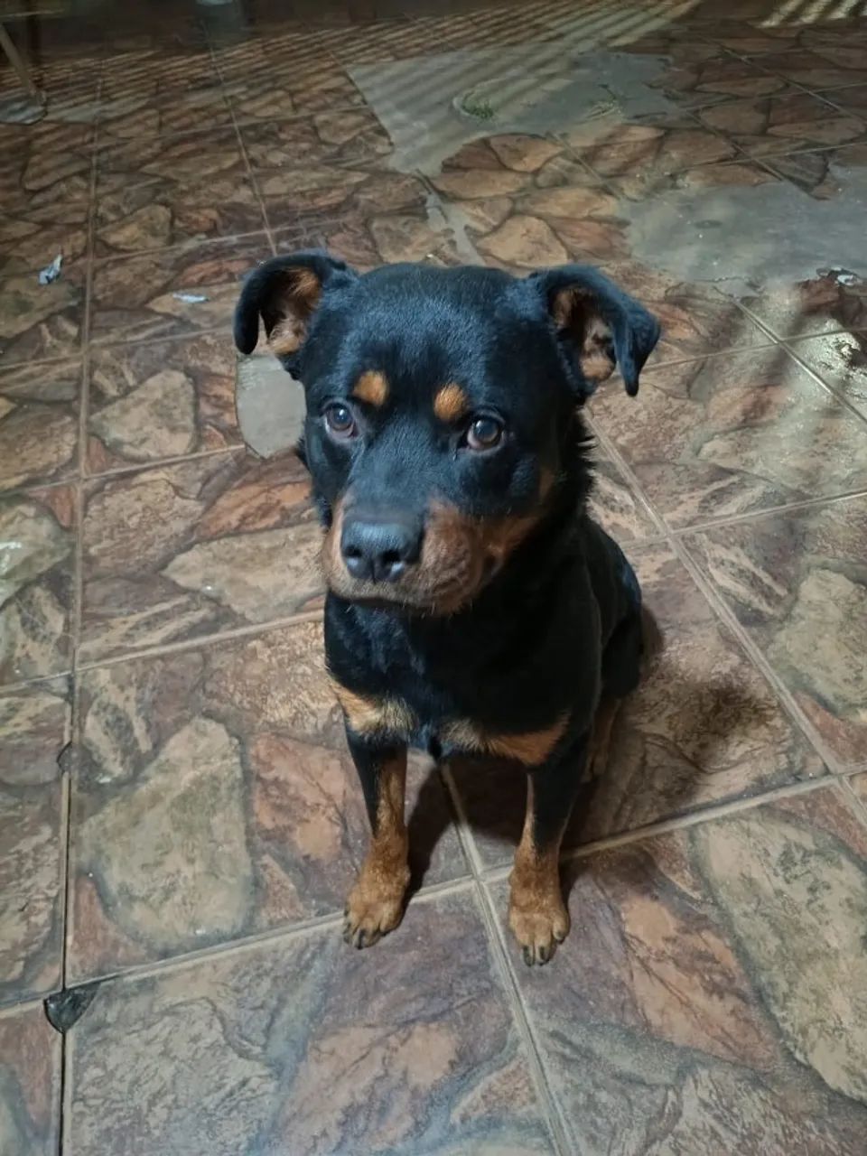 Cachorro para doação