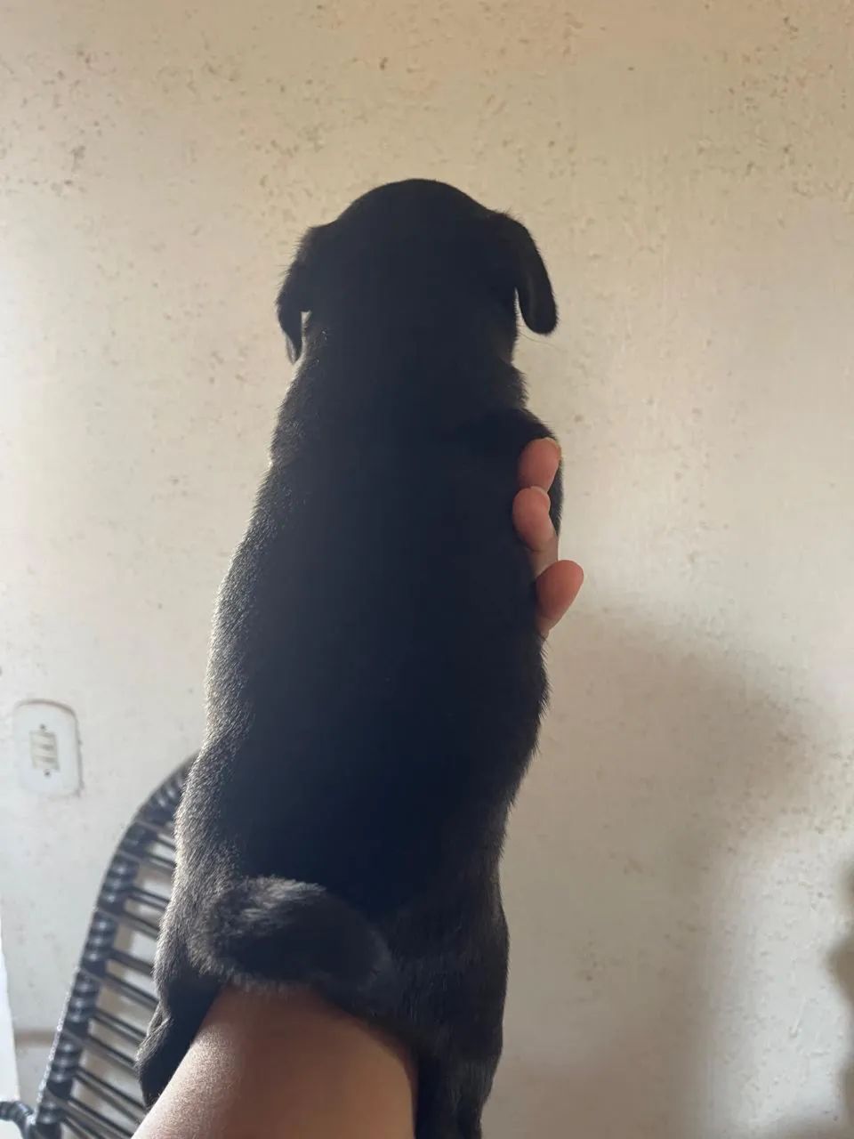 Pug - Foto 2