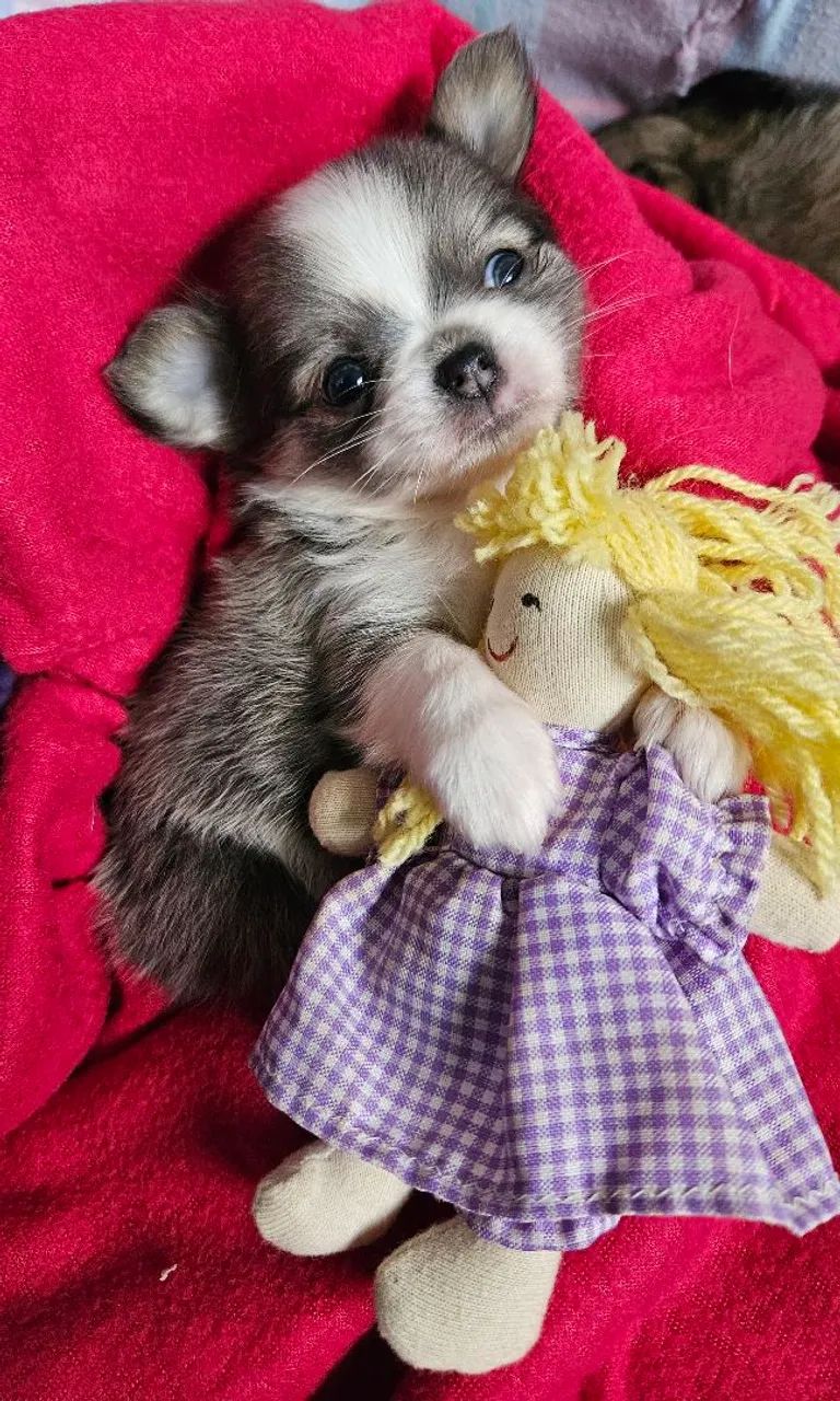 Chihuauha  - Foto 4